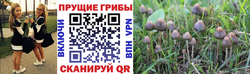 Галлюциногенные грибы прущие грибы  Горно-Алтайск 